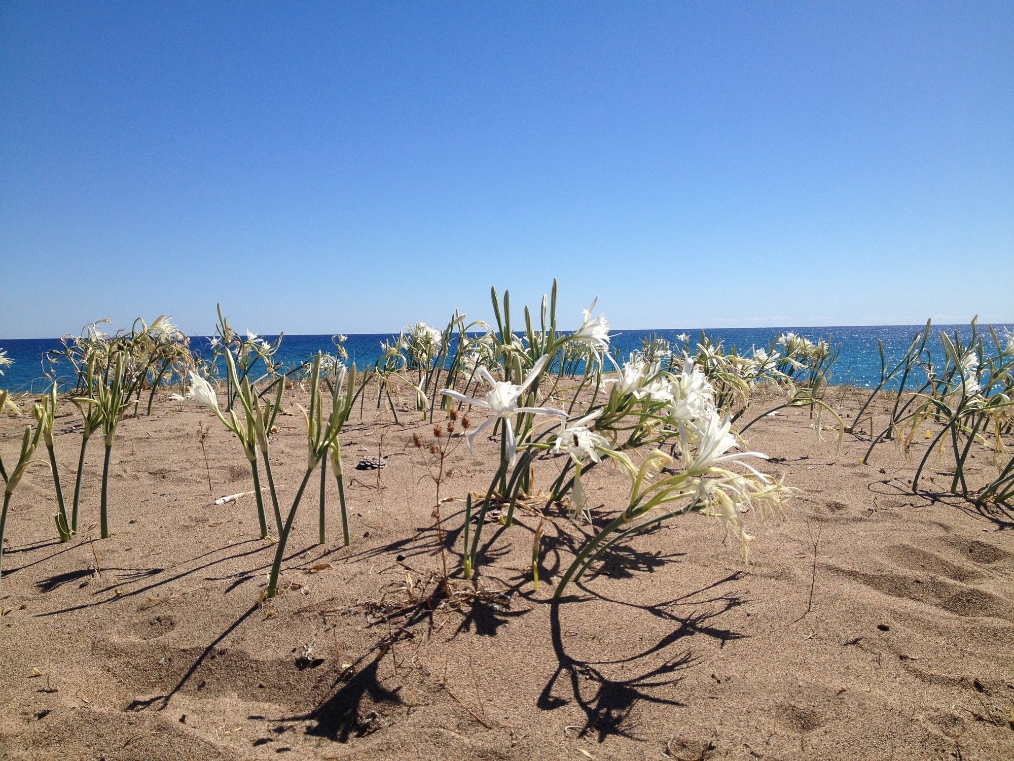 Bellerofon Beach Otel Çıralı Εξωτερικό φωτογραφία